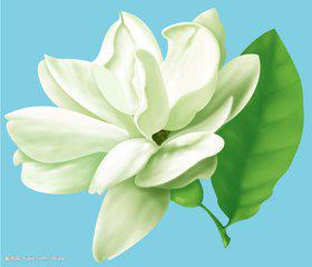 茉莉花1.jpg