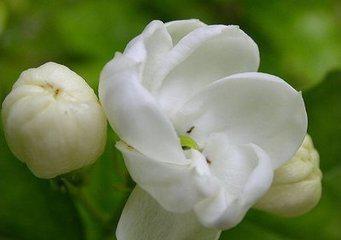 茉莉花6.jpg