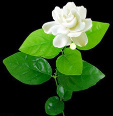 茉莉花3.jpg