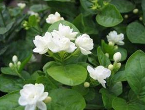 茉莉花2.jpg